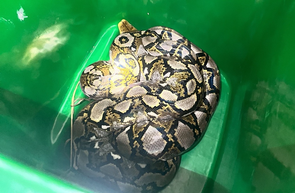 SHOCKING MOMENT RARE PYTHON “GETTING LOST” IN CSVC 