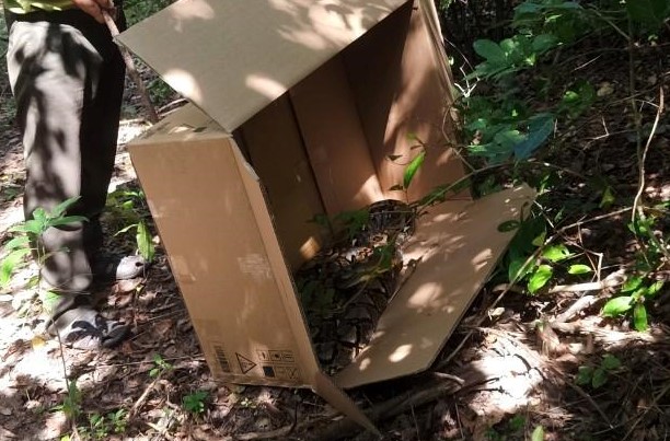 SHOCKING MOMENT RARE PYTHON “GETTING LOST” IN CSVC 